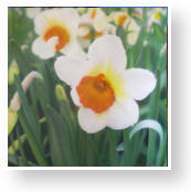TN_Daffodill.jpg